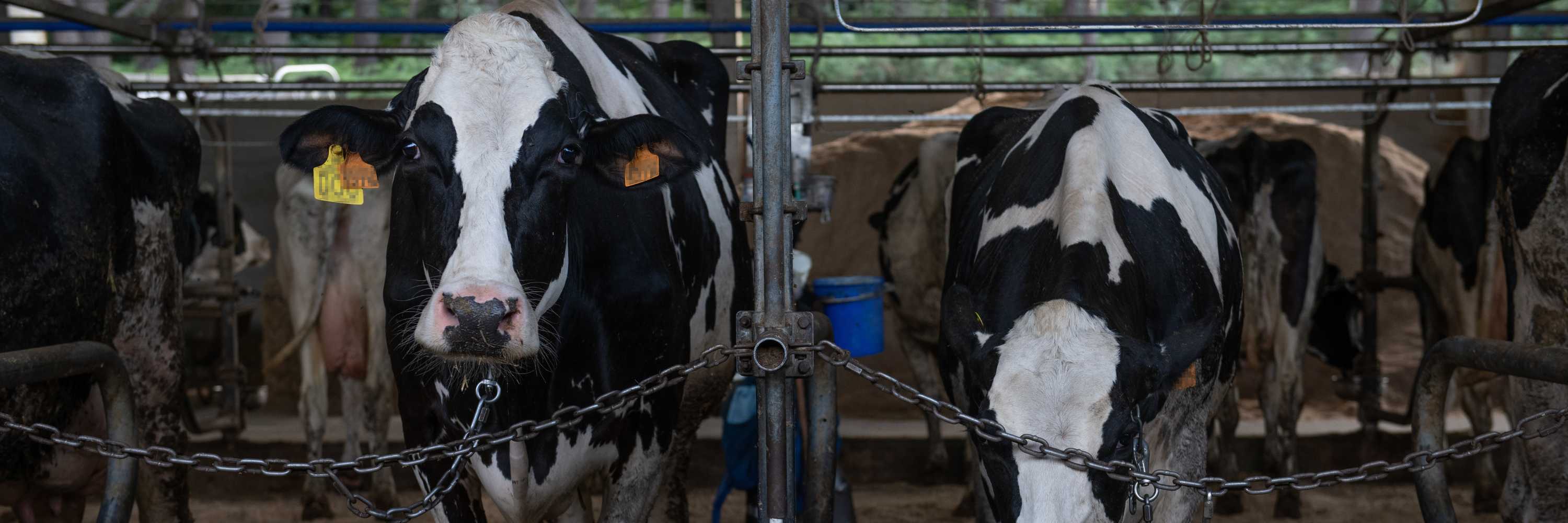 Vacas en granja en España carecen de bienestar animal. Aitor Garmendia/Igualdad Animal