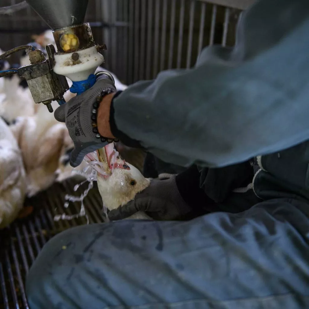 Debate histórico en el Congreso: hacia el fin de la alimentación forzada 1 Pato siendo alimentado a la fuerza para producir foie gras. Aitor Garmendia/IgualdadAnimal