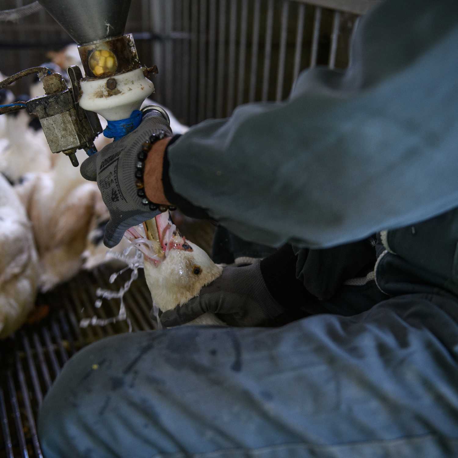 Pato siendo alimentado a la fuerza para producir foie gras. Aitor Garmendia/IgualdadAnimal