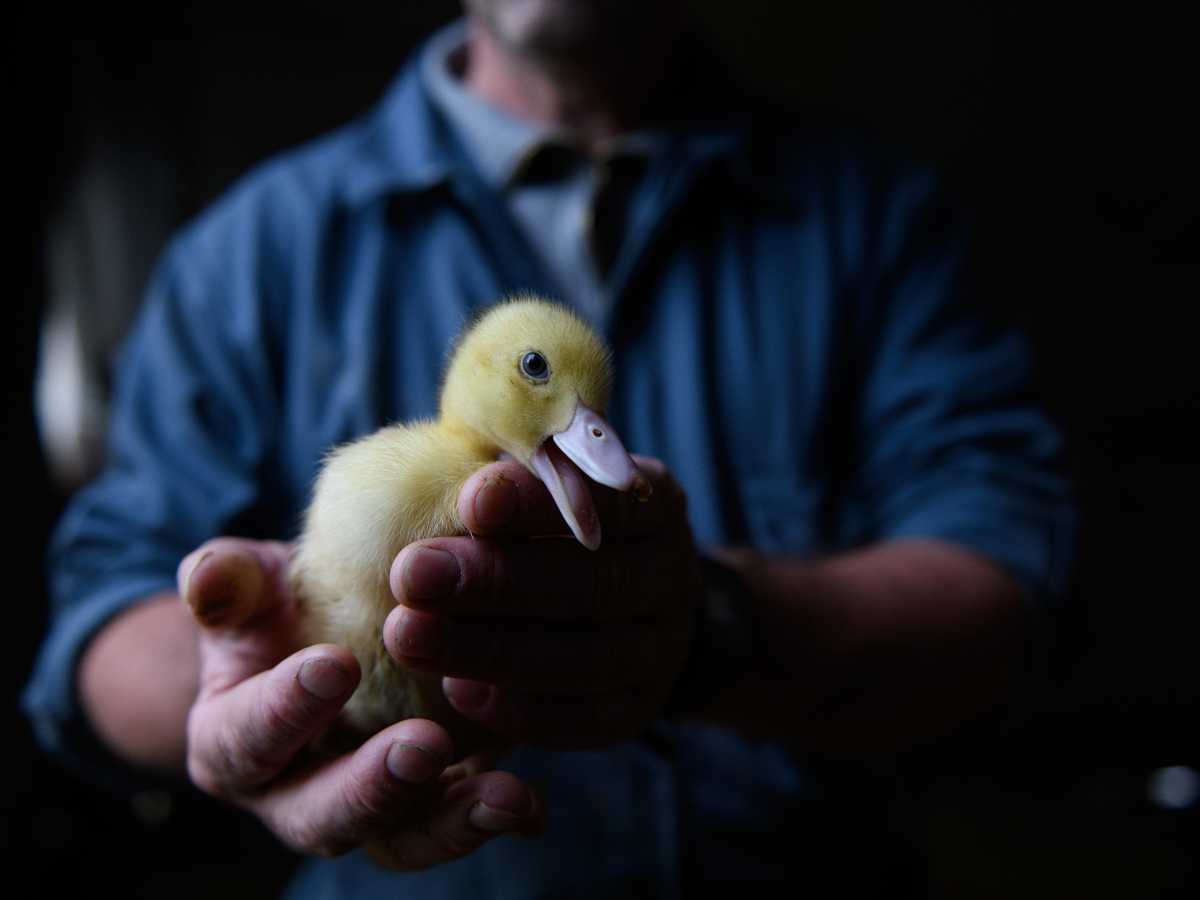 Patito en una granja de alimentación forzada que será usado para producir foie gras.