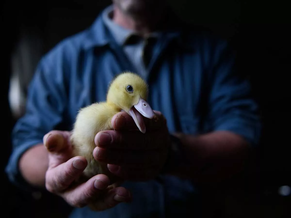Debate histórico en el Congreso: hacia el fin de la alimentación forzada 4 Patito en una granja de alimentación forzada que será usado para producir foie gras.