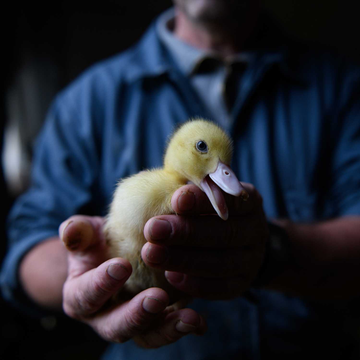 Patito en una granja de alimentación forzada para producir foie gras.