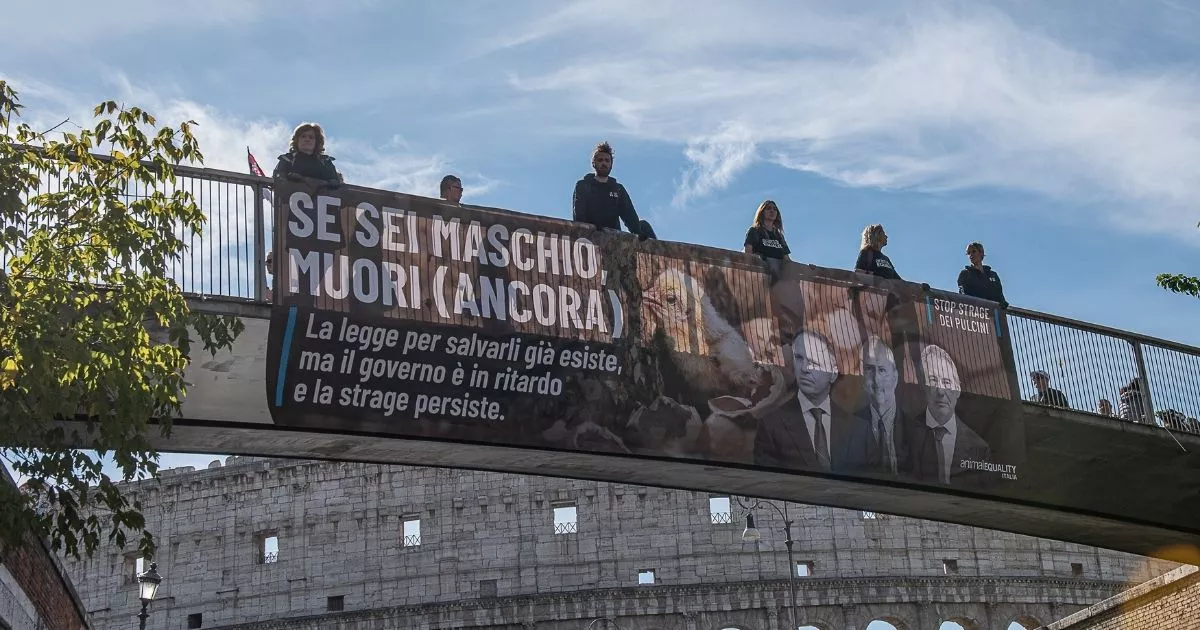 Igualdad Animal en Italia despliega una pancarta frente al Coliseo por la matanza de pollitos. 