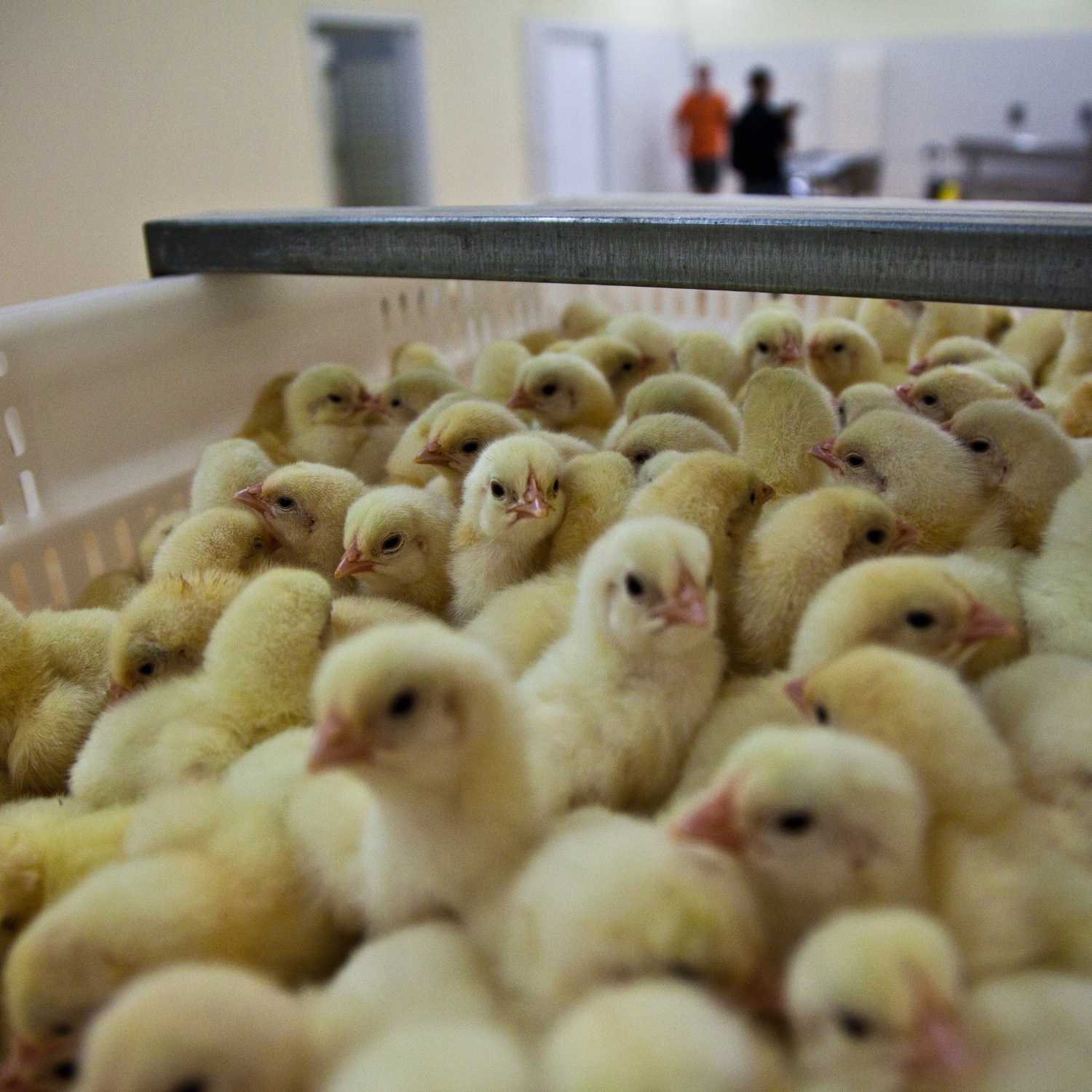 Pollitos macho en una incubadora en España