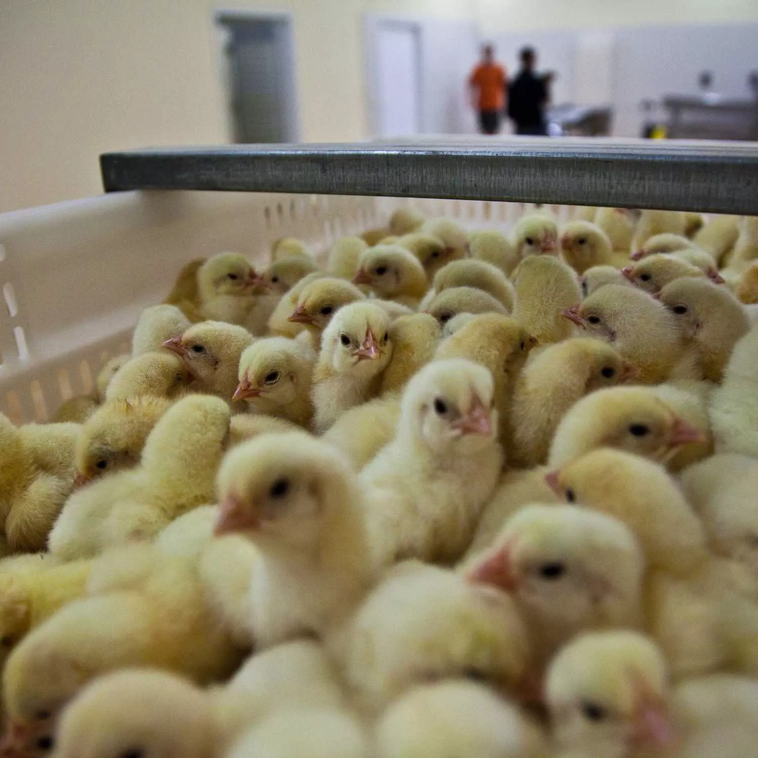 Italia publica las directrices para poner fin a la matanza de pollitos macho