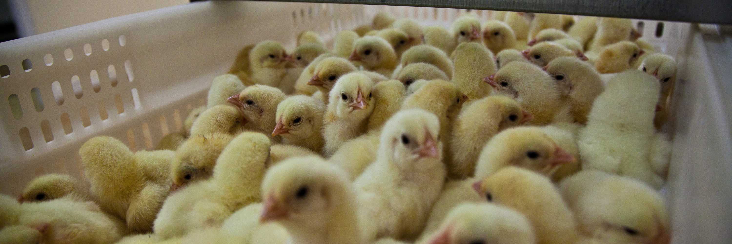 Pollitos macho en incubadora en España