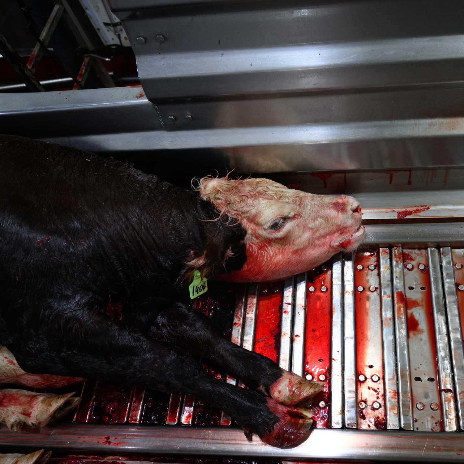 Imagen vaca en matadero denunciado en Argentina