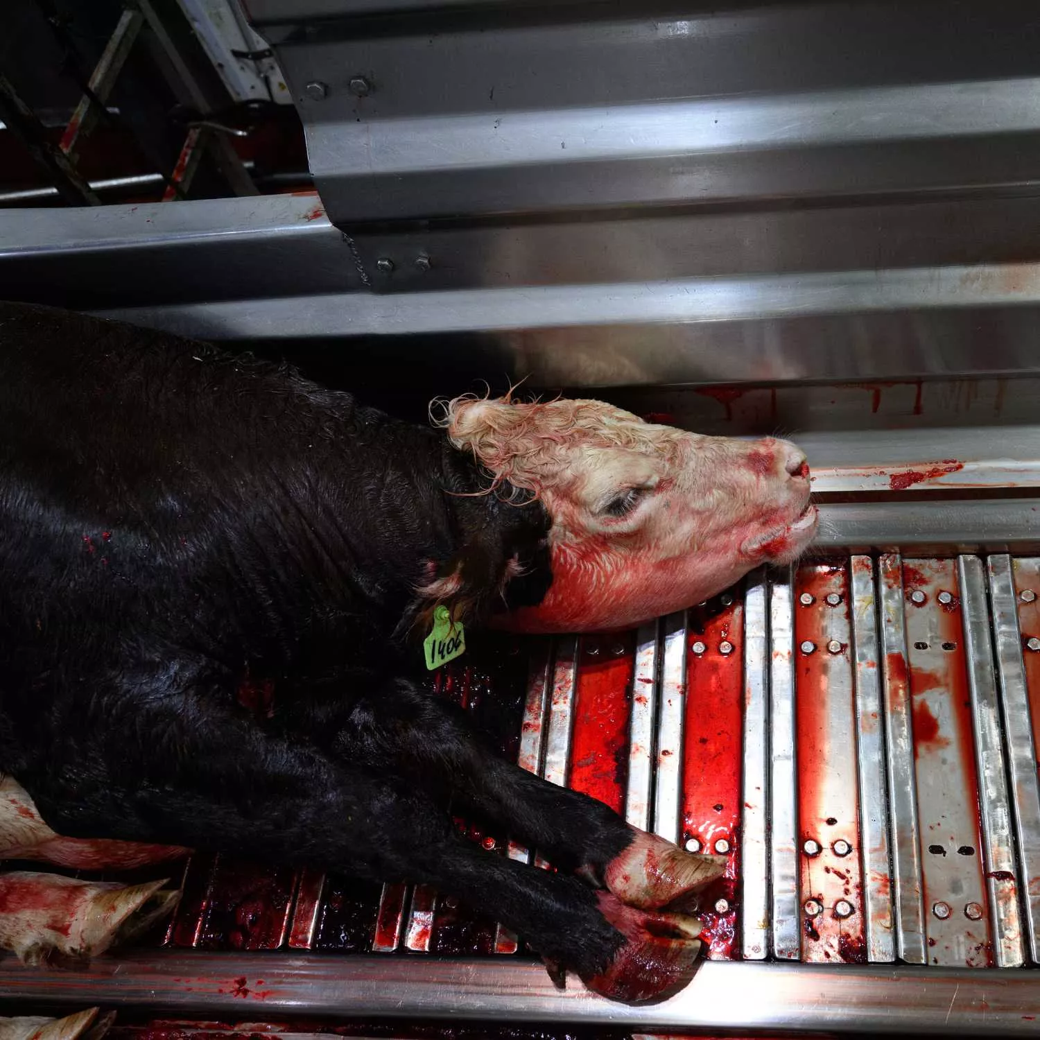 Argentina rechaza problemas de bienestar en el matadero denunciado 2 Argentina rechaza problemas de bienestar en el matadero denunciado