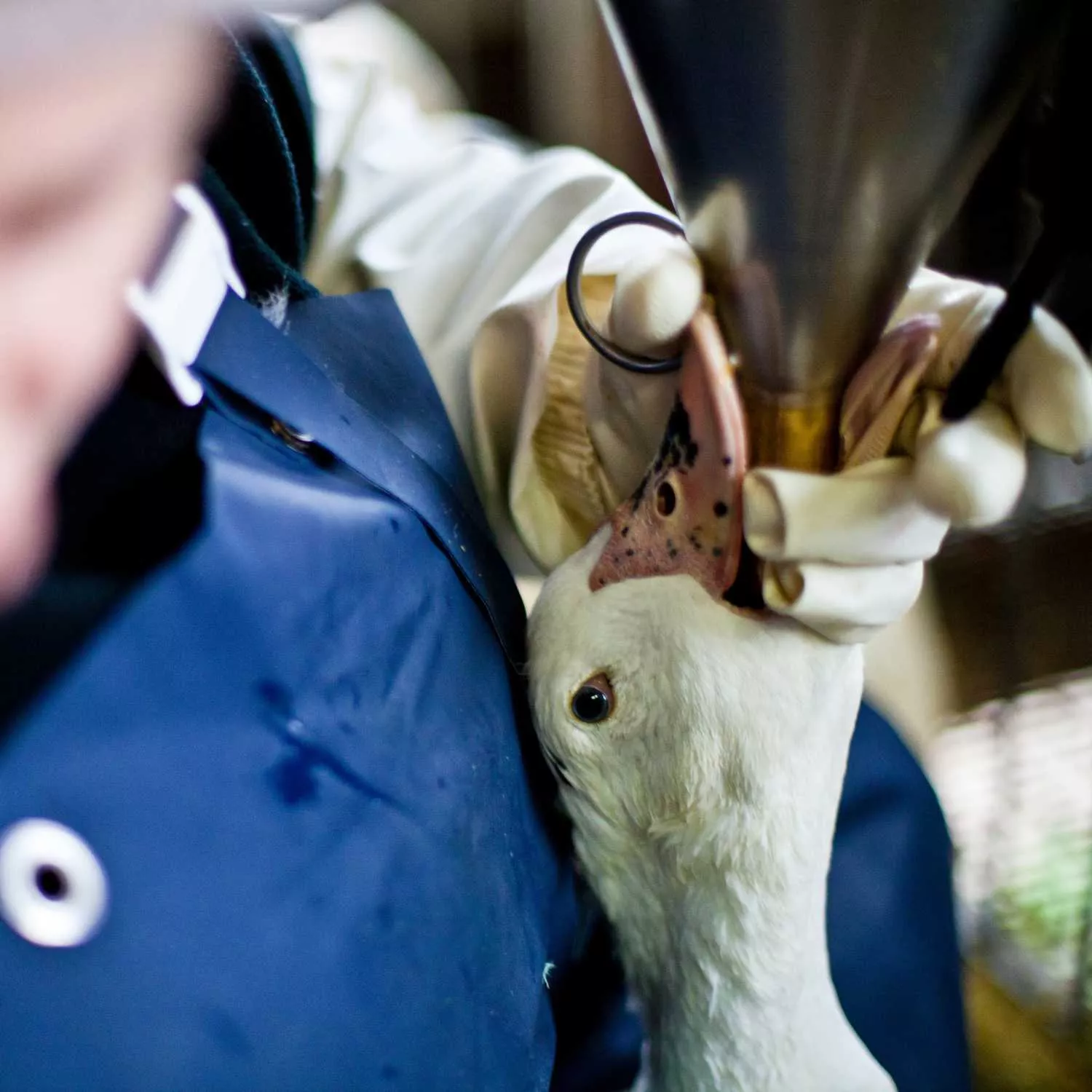 Pedimos al ministro Planas que apoye la PNL por el fin de la alimentación forzada