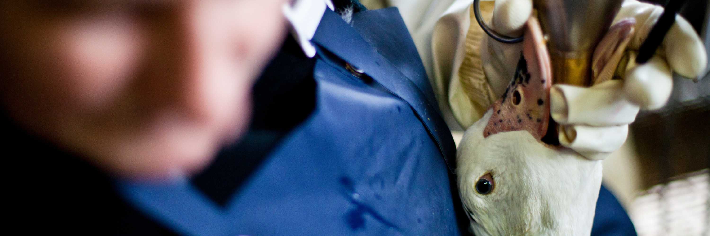 Pato sometido a alimentación forzada. Pedimos al ministro su apoyo para prohibir esta práctica.