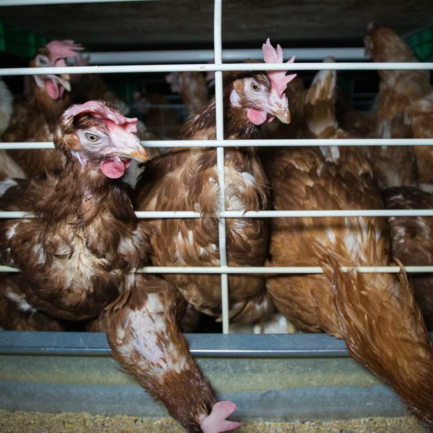 Gripe aviar: lamentamos el confinamiento de las aves 1 Gripe aviar: lamentamos el confinamiento de las aves