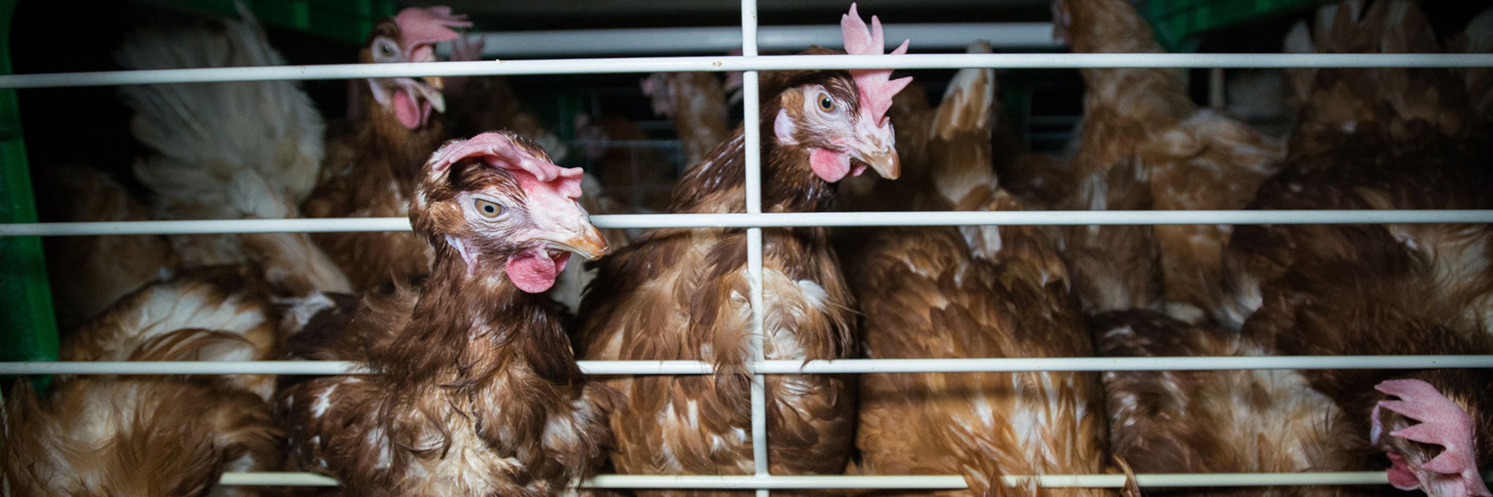 Aves encerradas riesgo gripe aviar