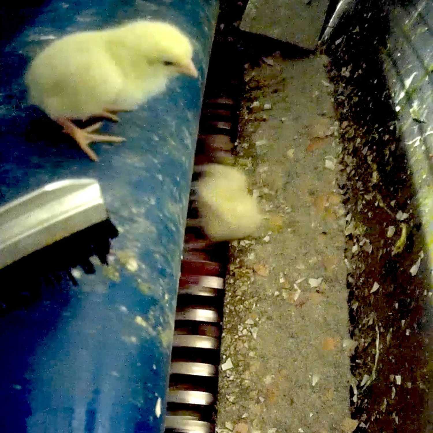 Pollitos matados por industria cárnica, investigación L214.