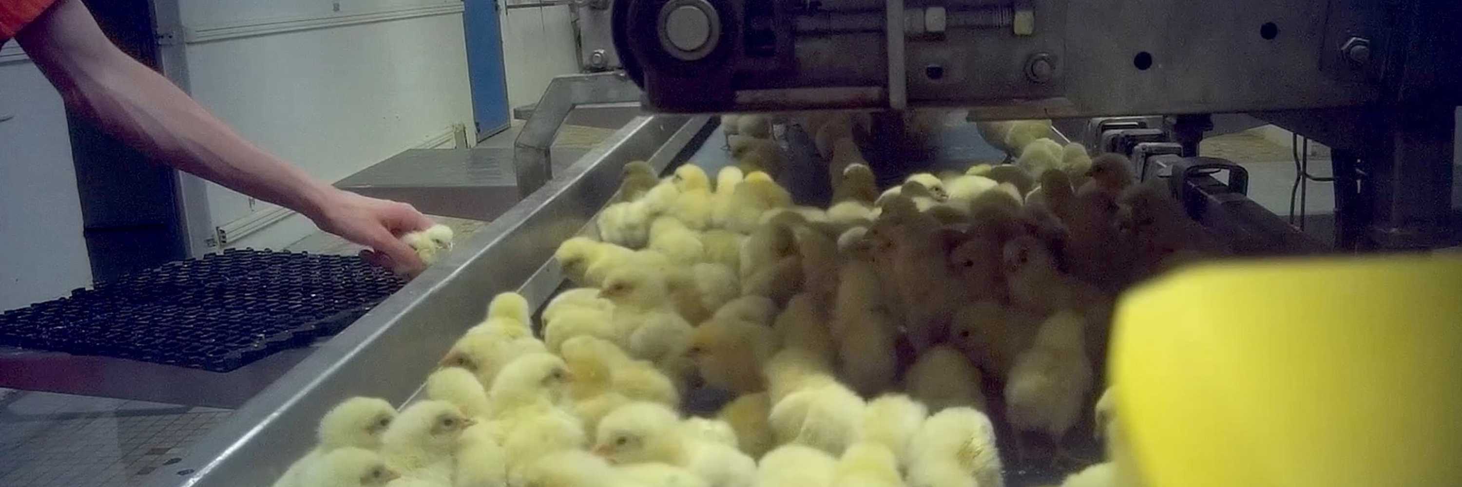 Pollitos matados por industria cárnica, investigación L214.