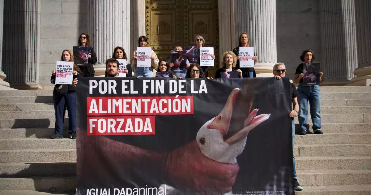 Activistas se manifiestan frente al Congreso por el fin de la alimentación forzada.