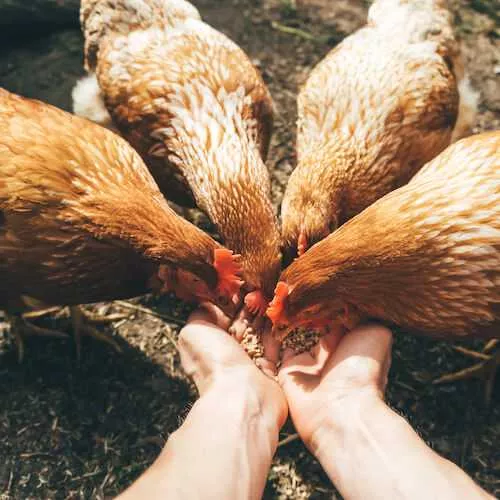 Gallinas comiendo de unas manos.