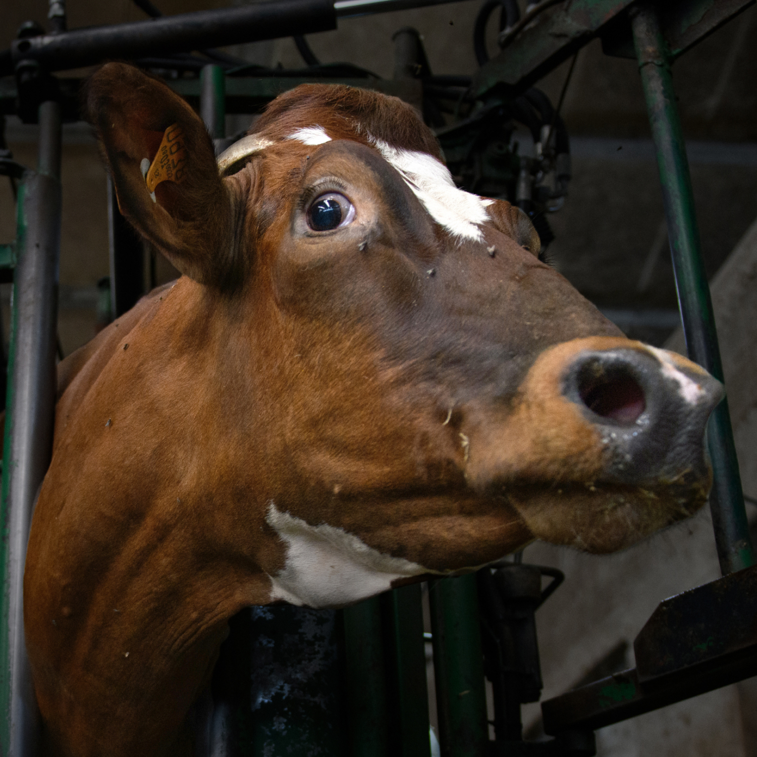 Vaca inmobilizada en una granja industrial