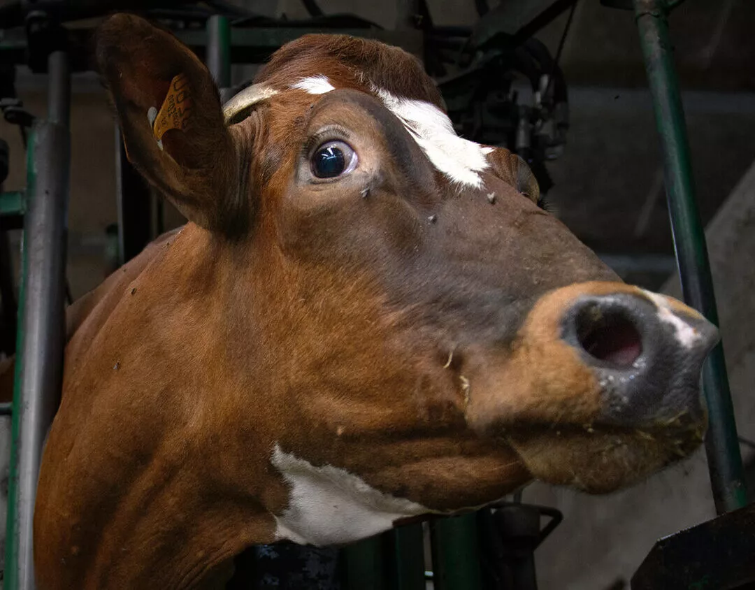 Vaca inmobilizada en una granja industrial