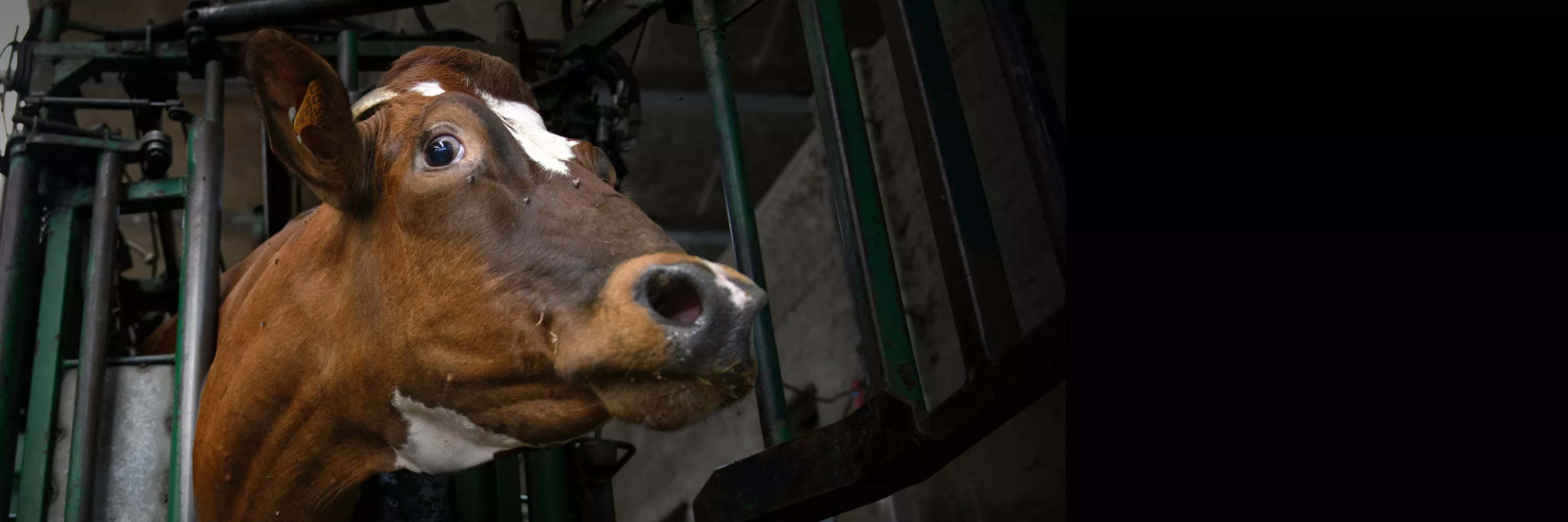 Vaca inmobilizada en una granja industrial