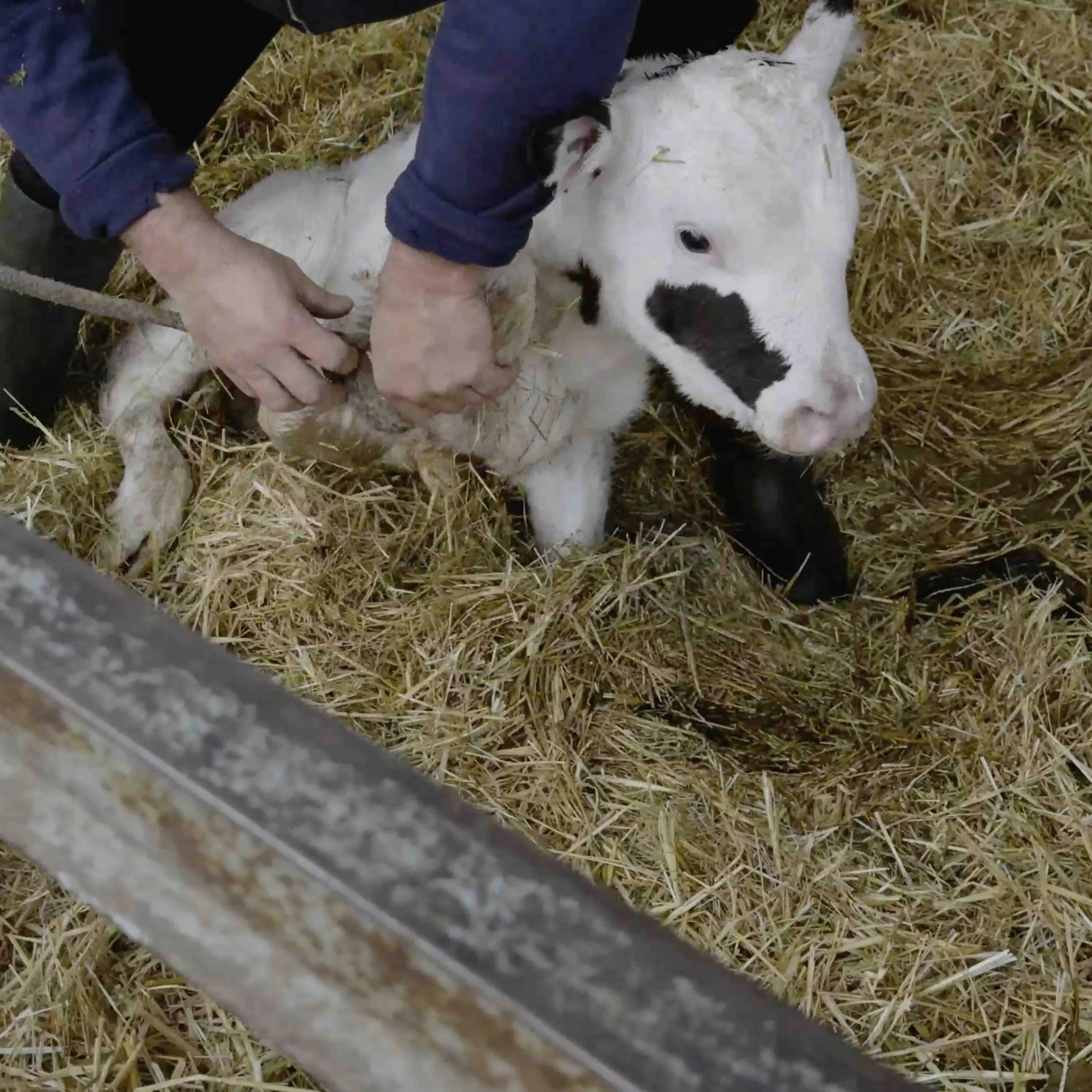 La separación más cruel: la realidad de la industria láctea