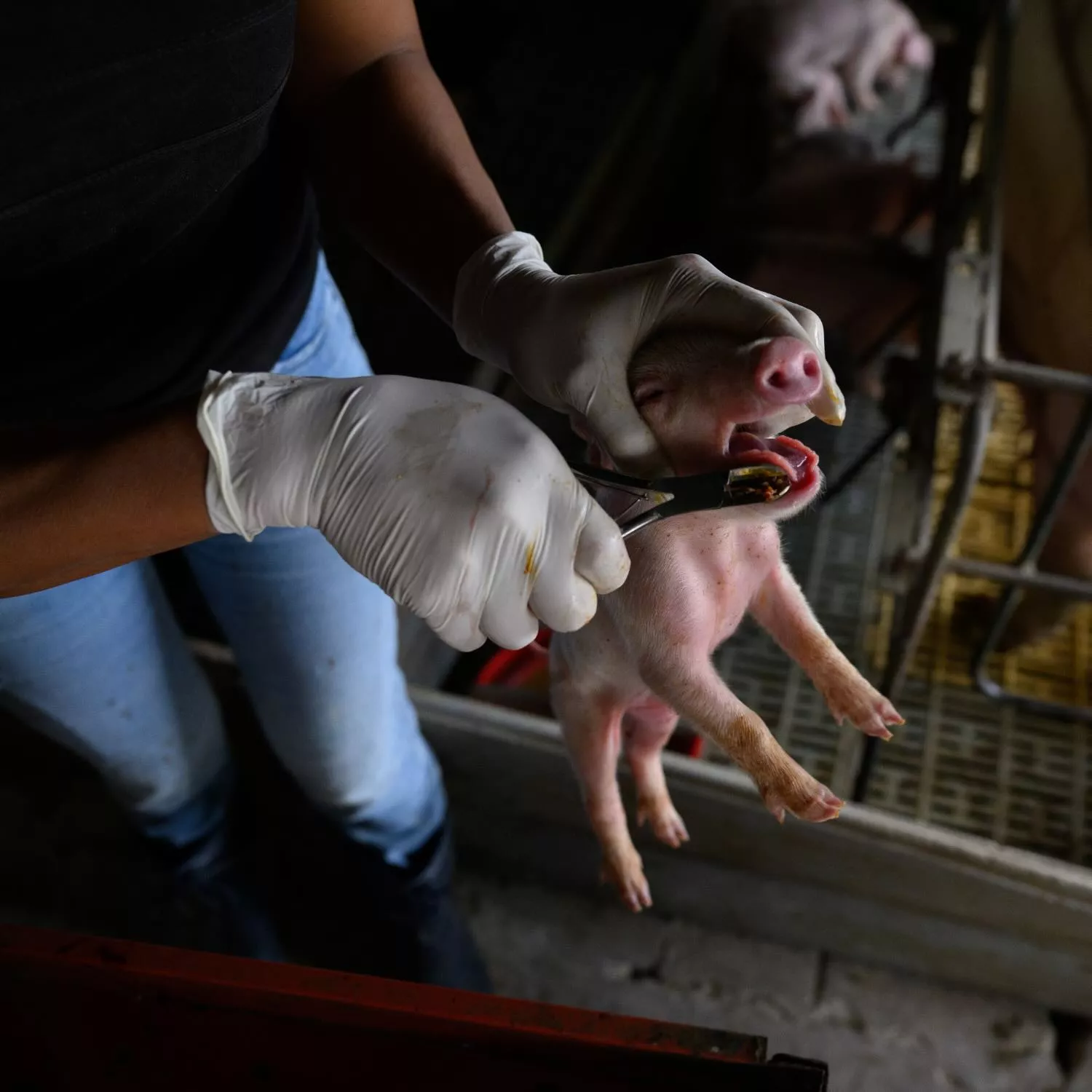 Cerdos maltratados: nueva investigación en granjas de argentina