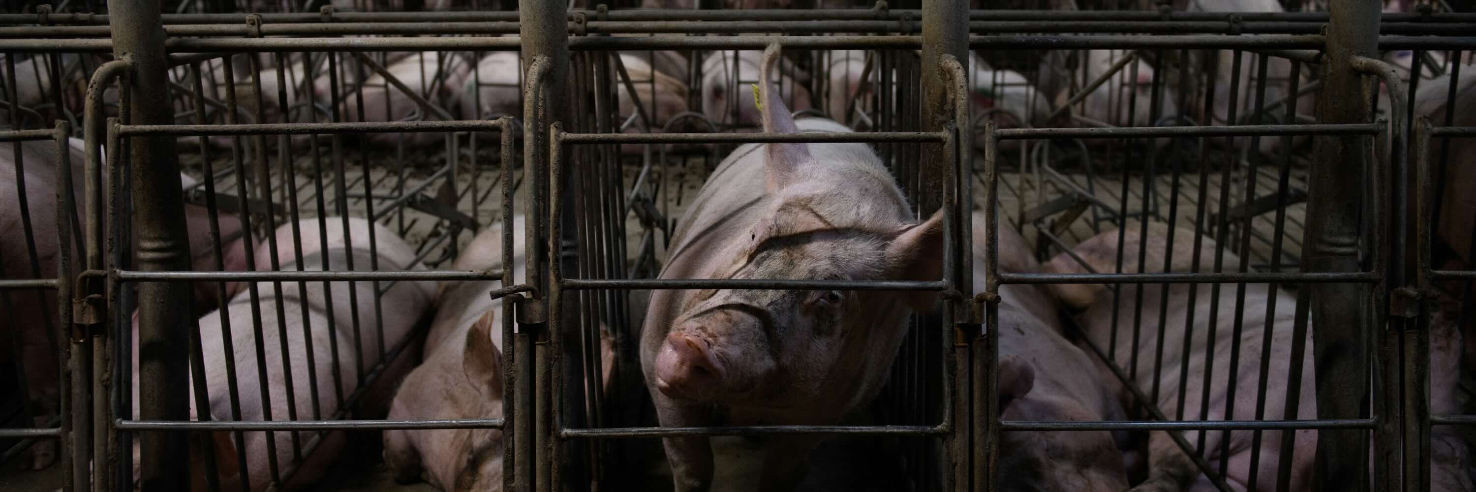 Cerdas en jaulas de gestación