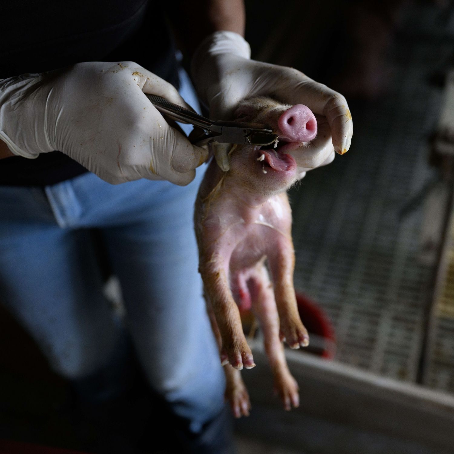 Un cerdito es sujetados por el cuello mientras un operario le corta los dientes con una tenaza.