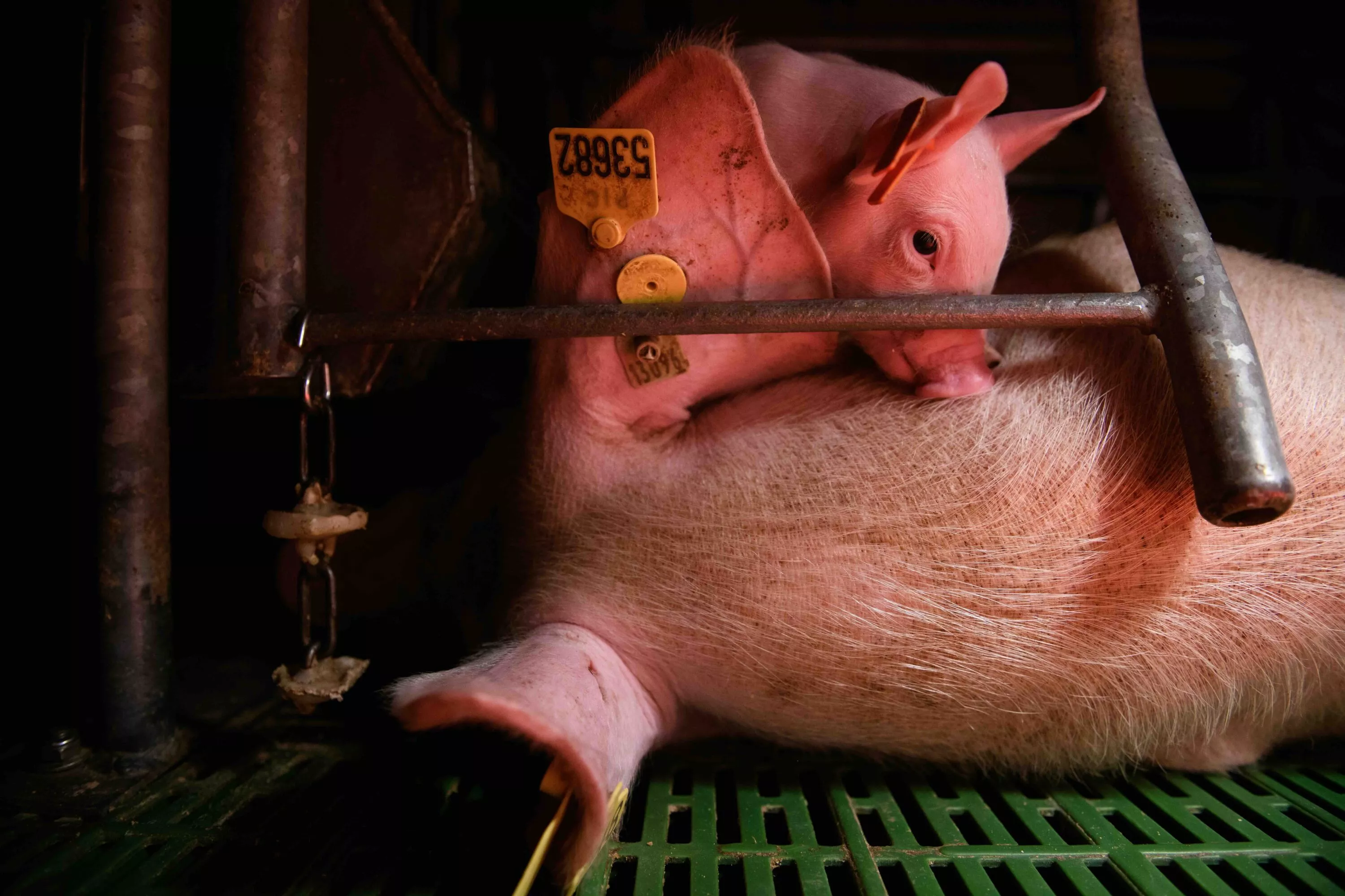 Cerdita en granja, aportaciones de bienestar animal en el plan del Gobierno