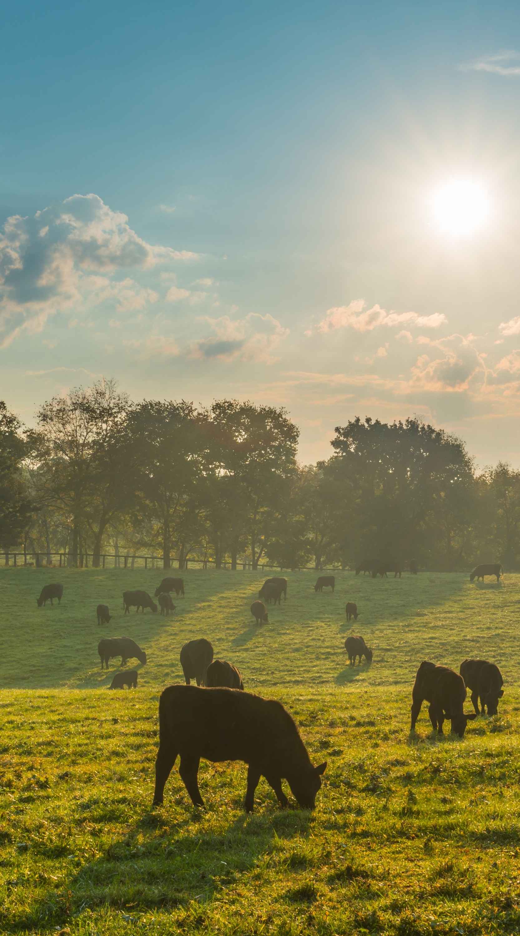 Vacas marrones pastando sobre un prado verde durante una jornada soleada.
