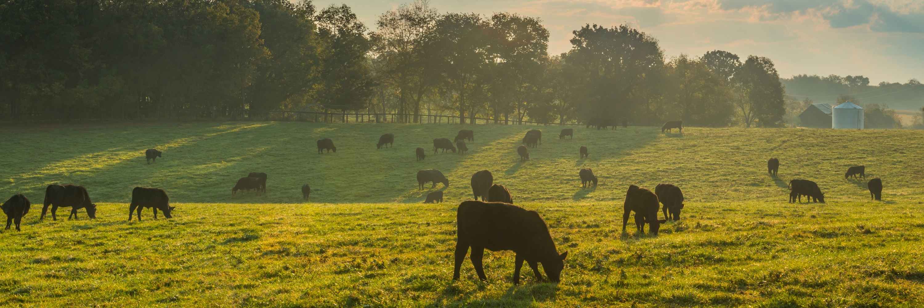 Vacas marrones pastando sobre un prado verde durante una jornada soleada.