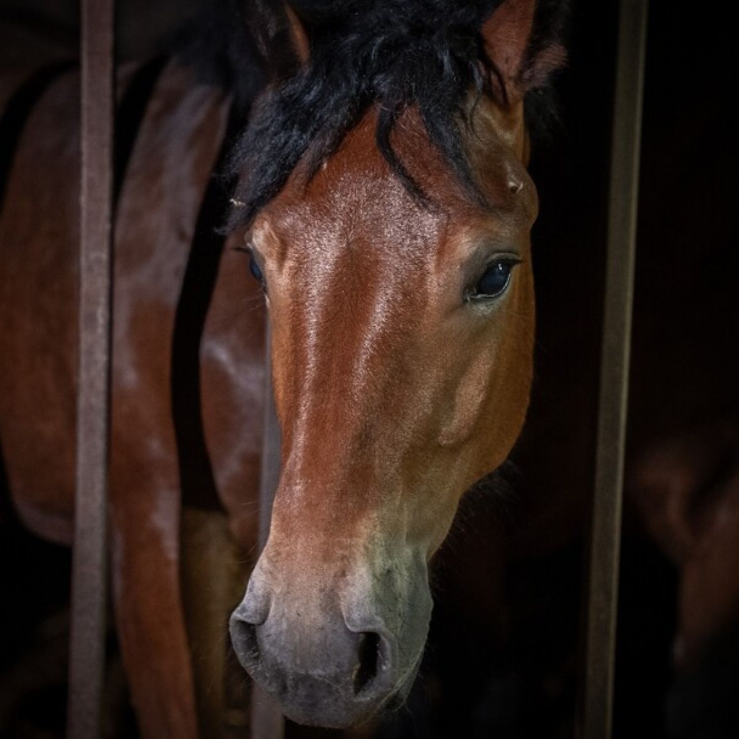 Primer plano de un caballo marrón con ojos negros que mira de reojo a la cámara desde un establo.