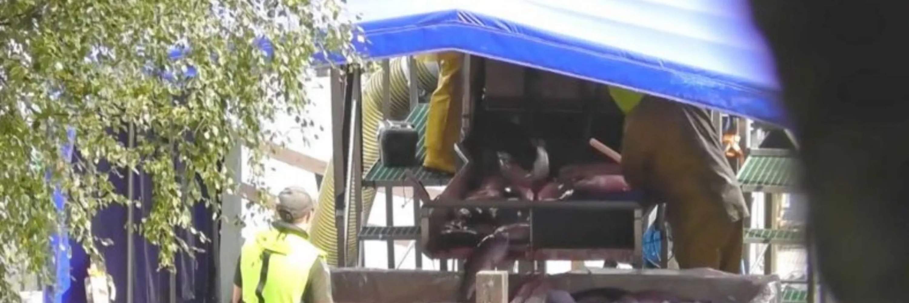 Truchas apaleadas en matadero escocés