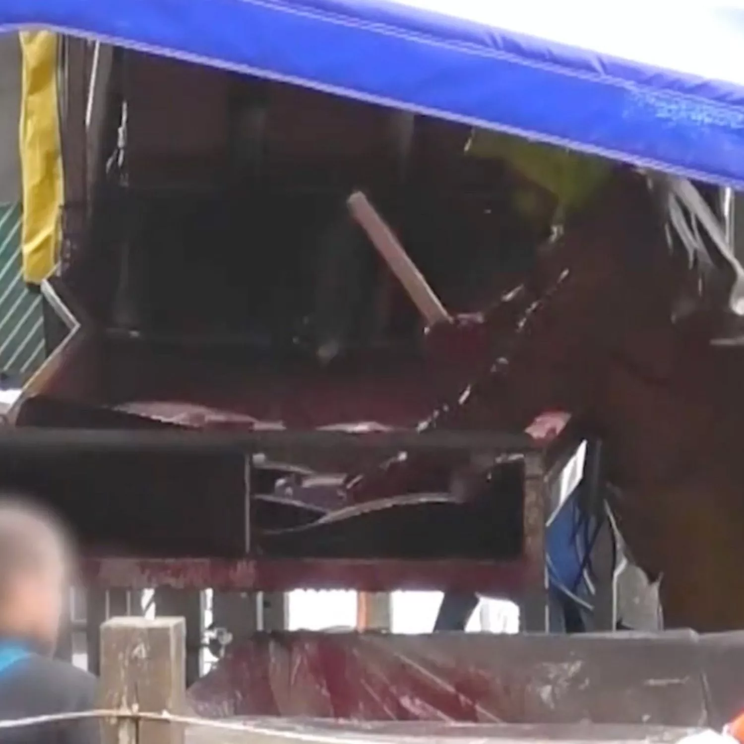 Truchas asfixiándose, con hemorragias y fracturas de cráneo en un matadero escocés 2 Truchas asfixiándose, con hemorragias y fracturas de cráneo en un matadero escocés