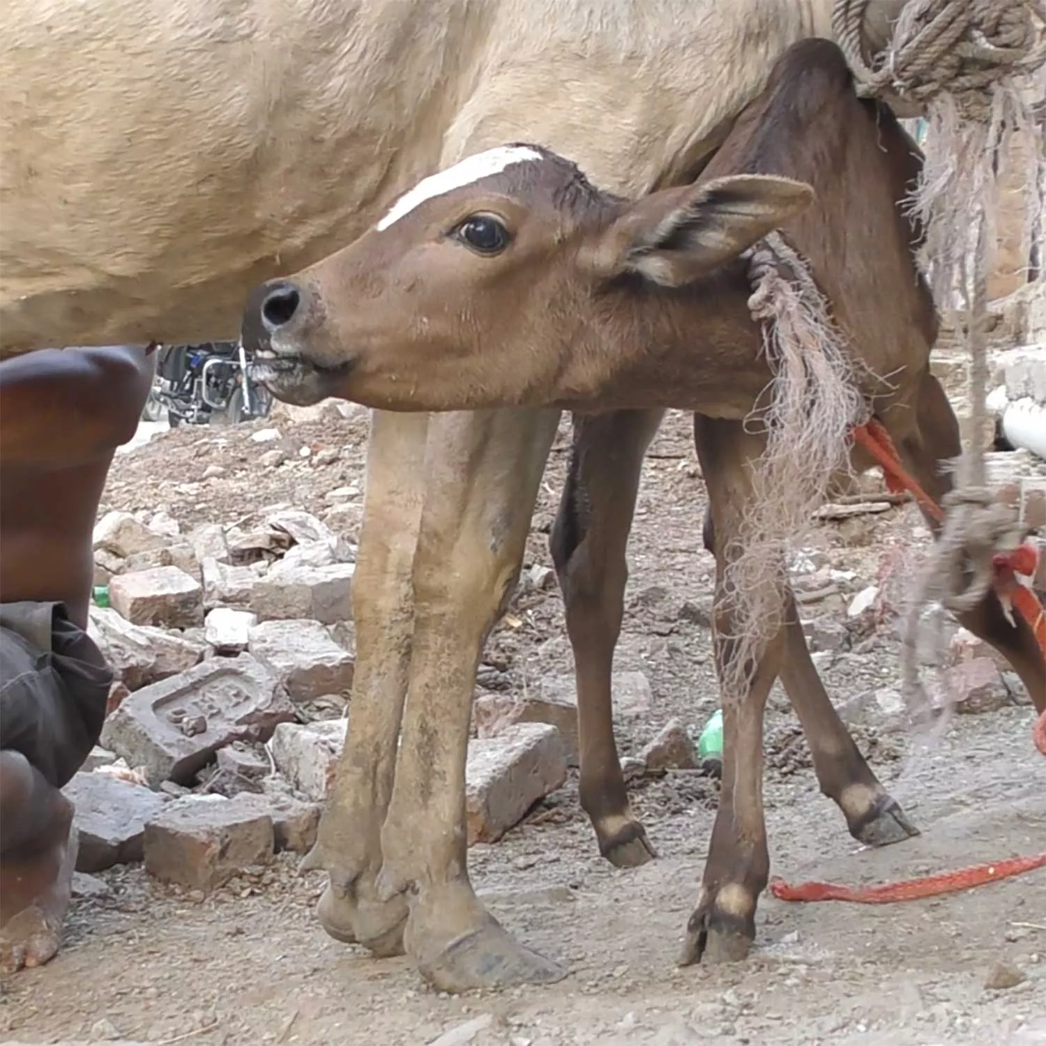 Investigación en la industria láctea de India