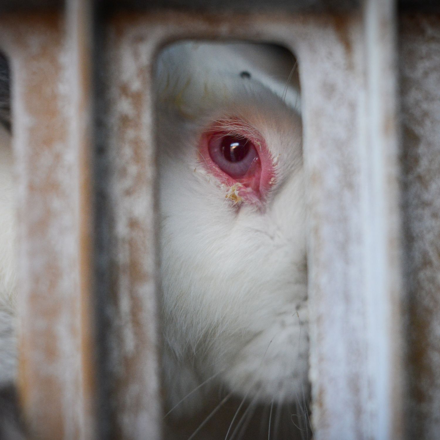 La Comisión Europea ante el Tribunal de Justicia