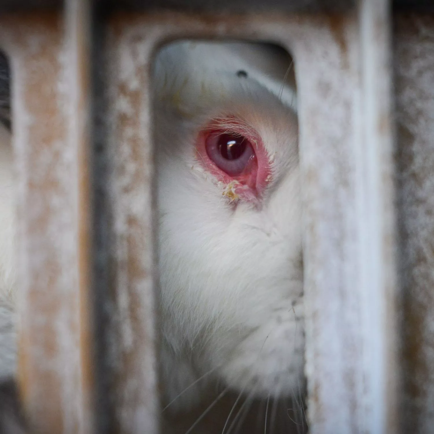 La Comisión Europea ante el Tribunal de Justicia