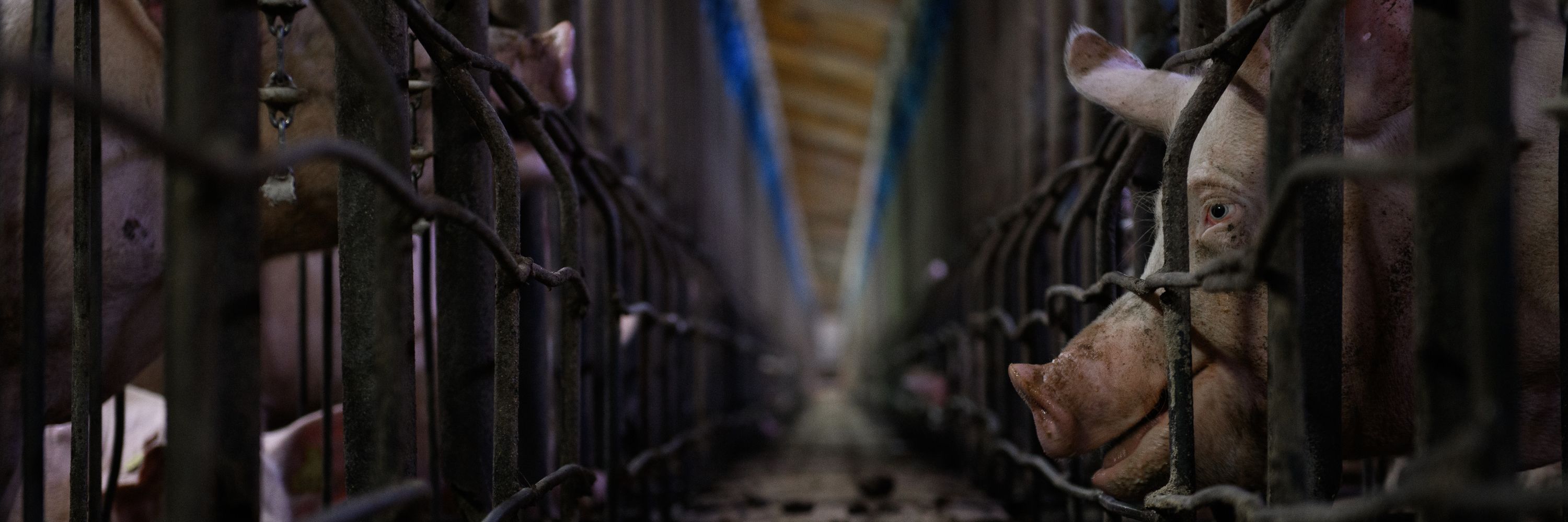 Noticia Comisión Europea ante el Tribunal de Justicia