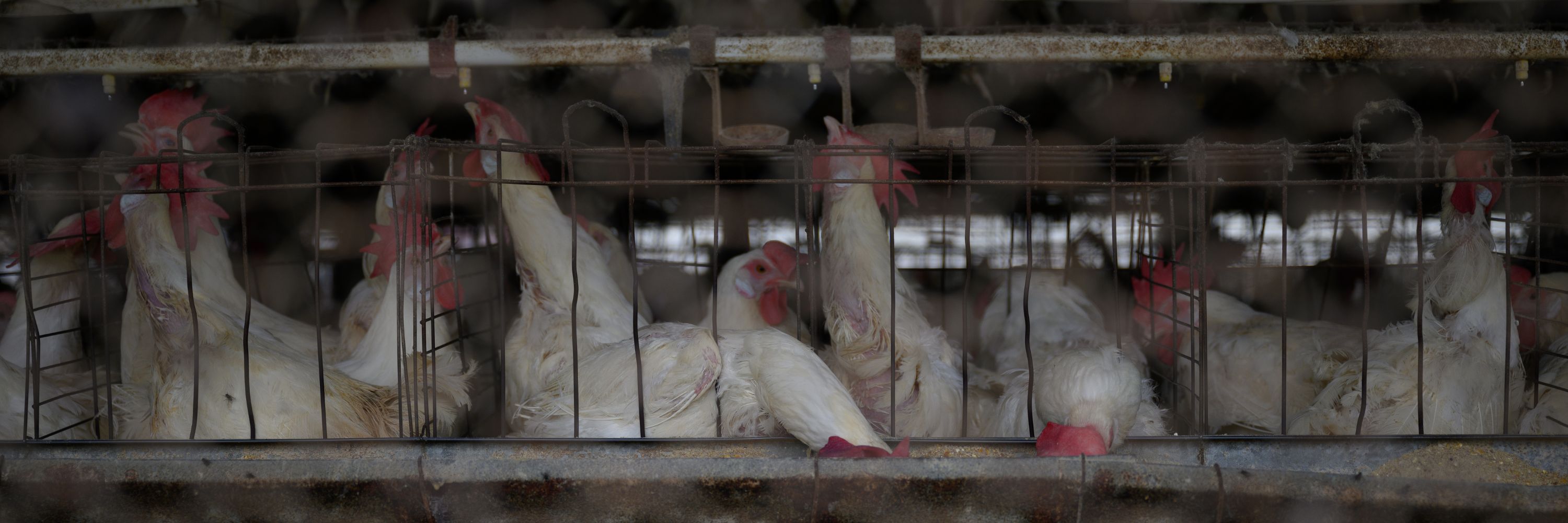 Gallinas enjauladas industria huevo argentina