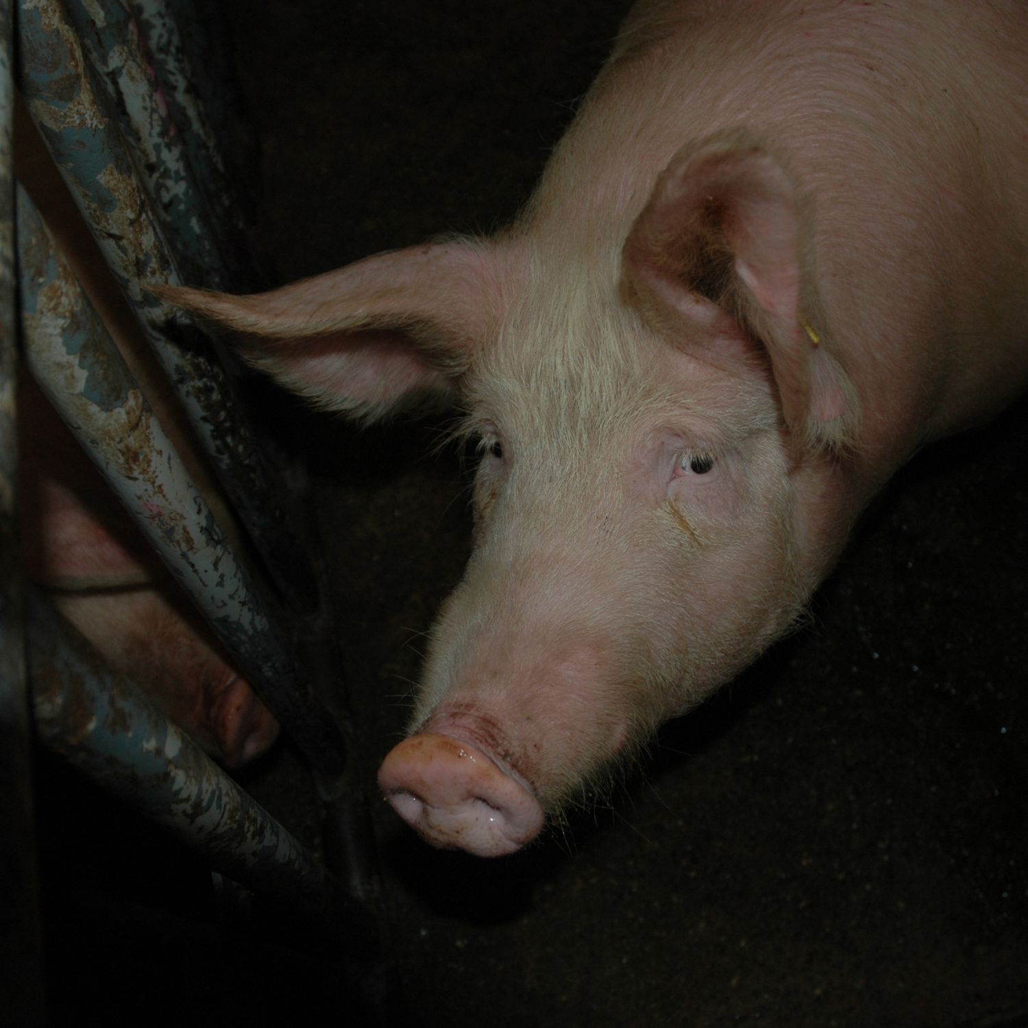 Golpe policial a la industria ganadera