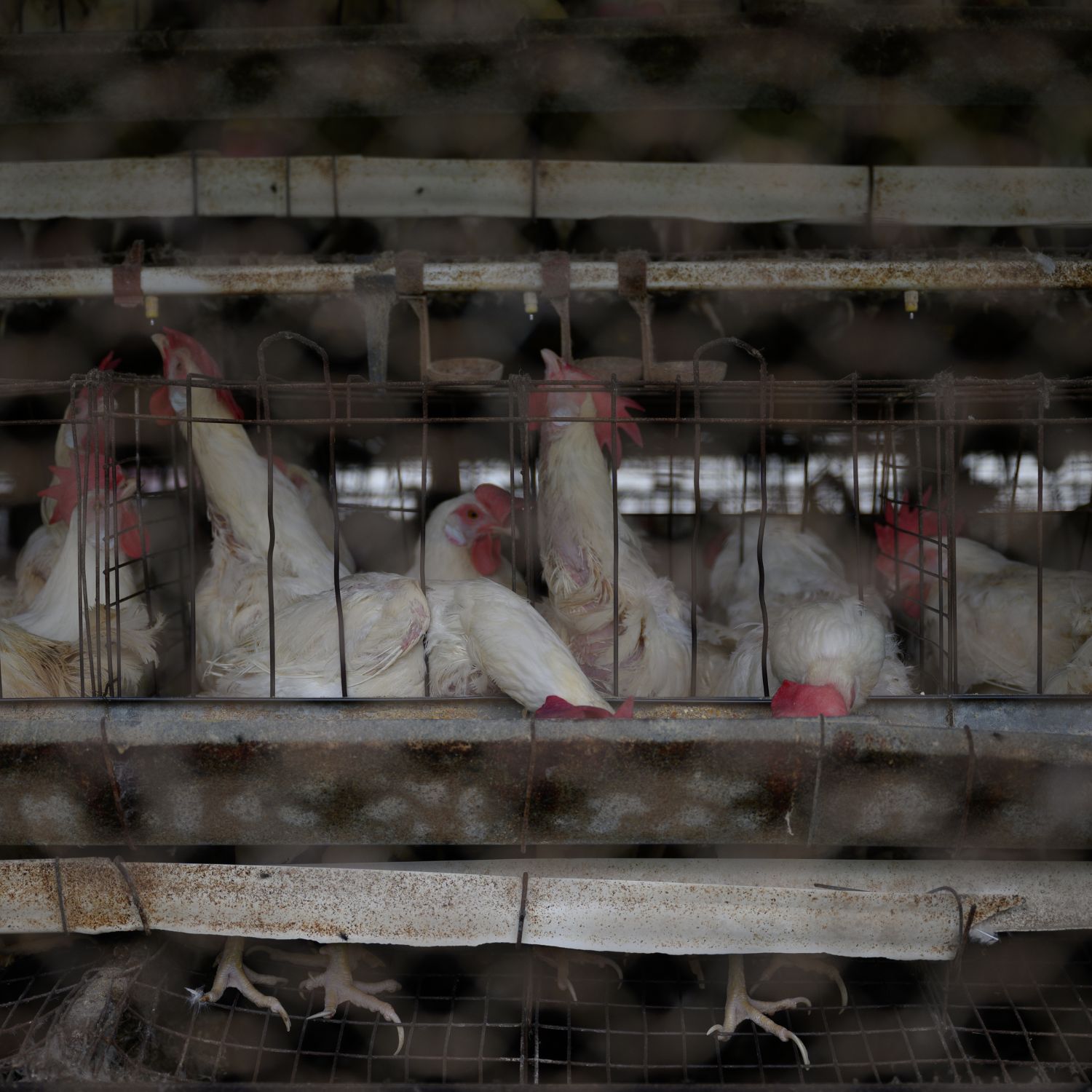 Gallinas enjauladas investigación en Argentina