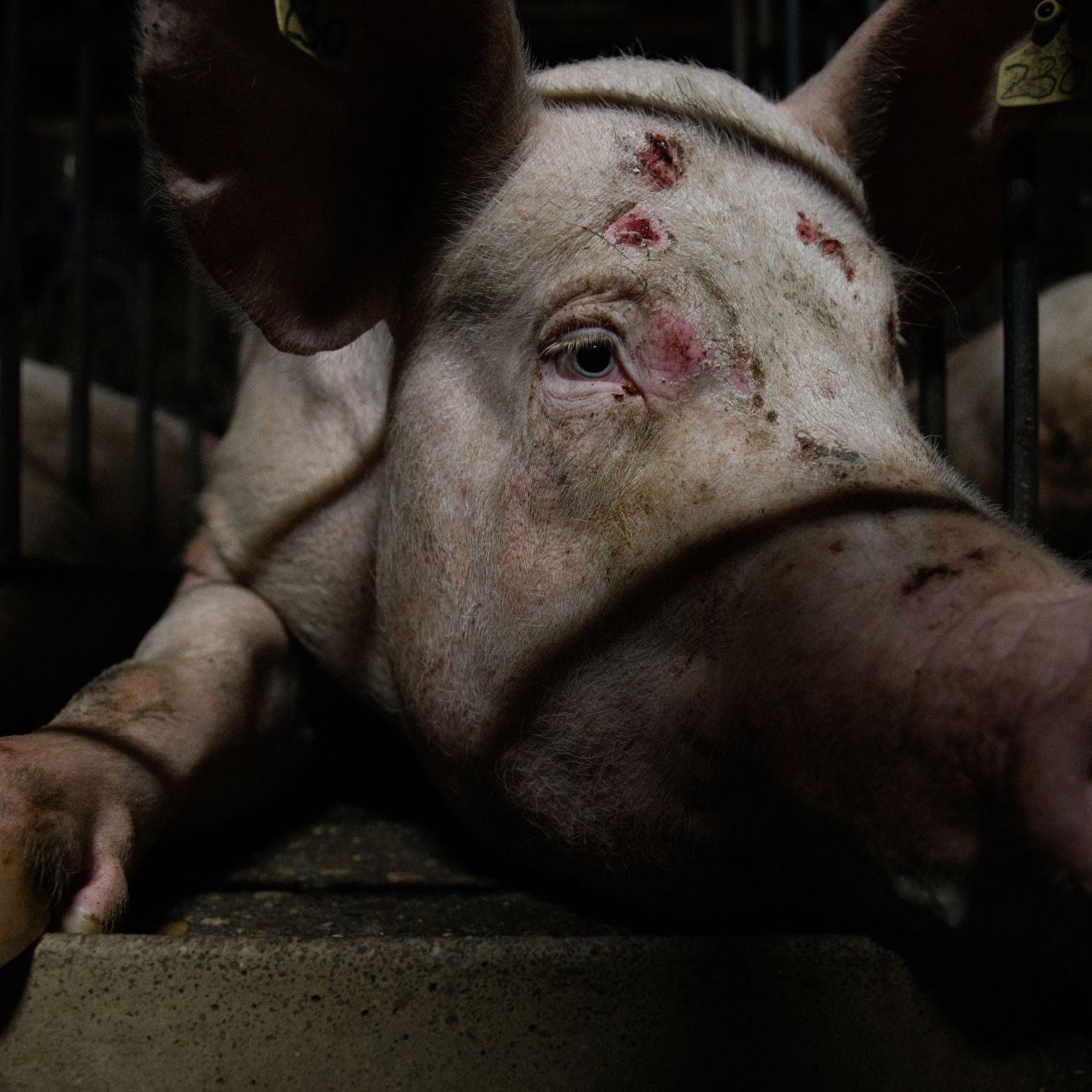 Reportaje denuncia granjas cerdos Aragón