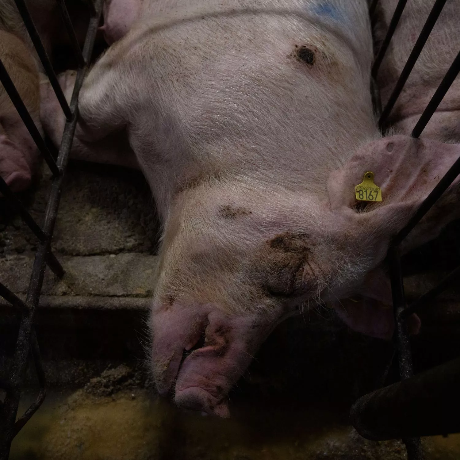 Pasan 60 años hasta que una granja de cerdos es inspeccionada 1 Pasan 60 años hasta que una granja de cerdos es inspeccionada