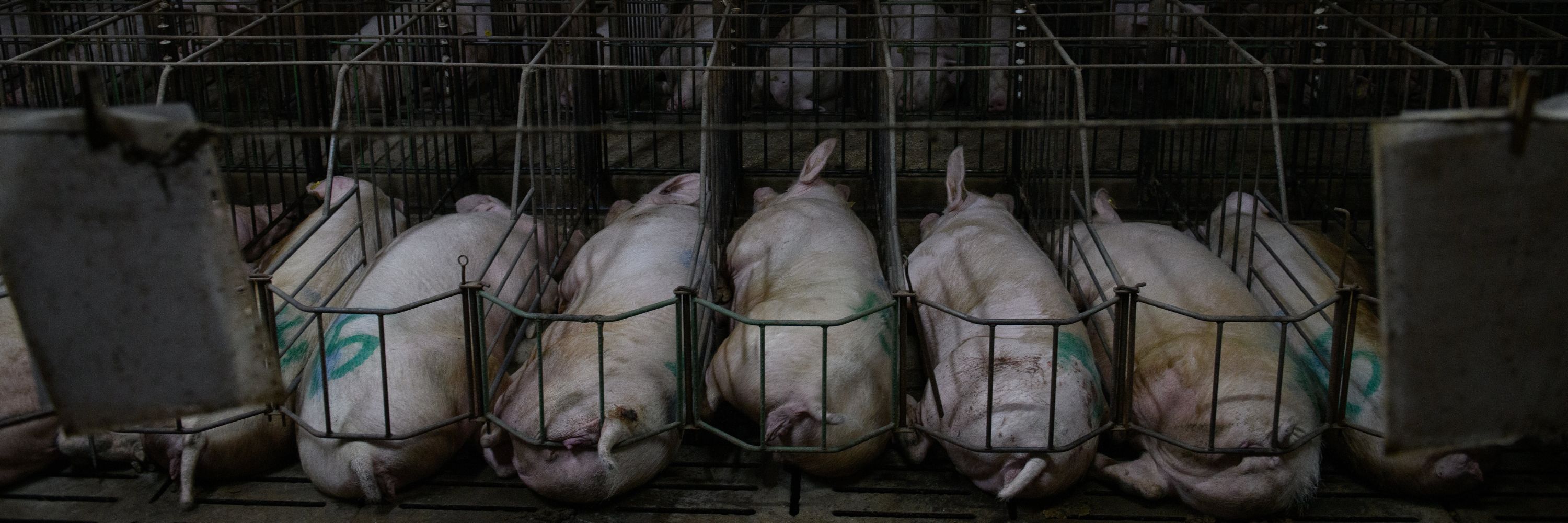 Granja cerdos Aragón