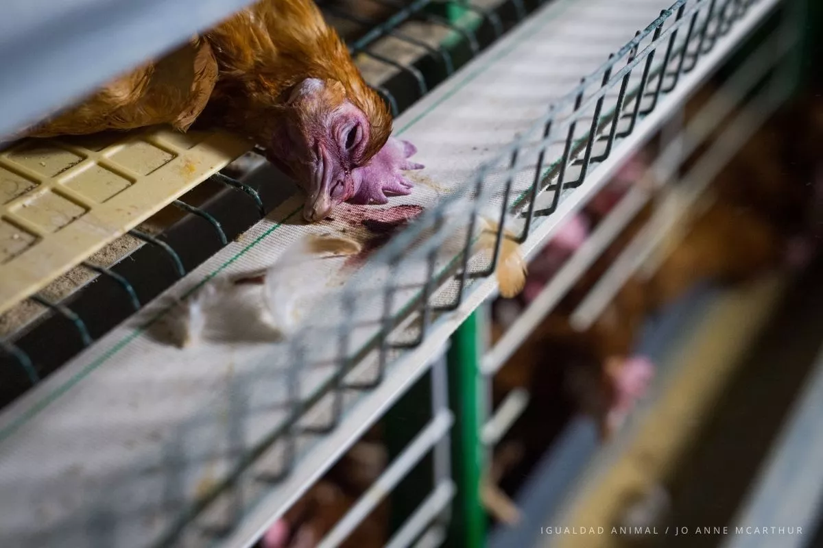 Bonpreu anuncia 100% de huevo fresco sin jaulas, pero mantiene el compromiso incompleto en sus productos elaborados 1