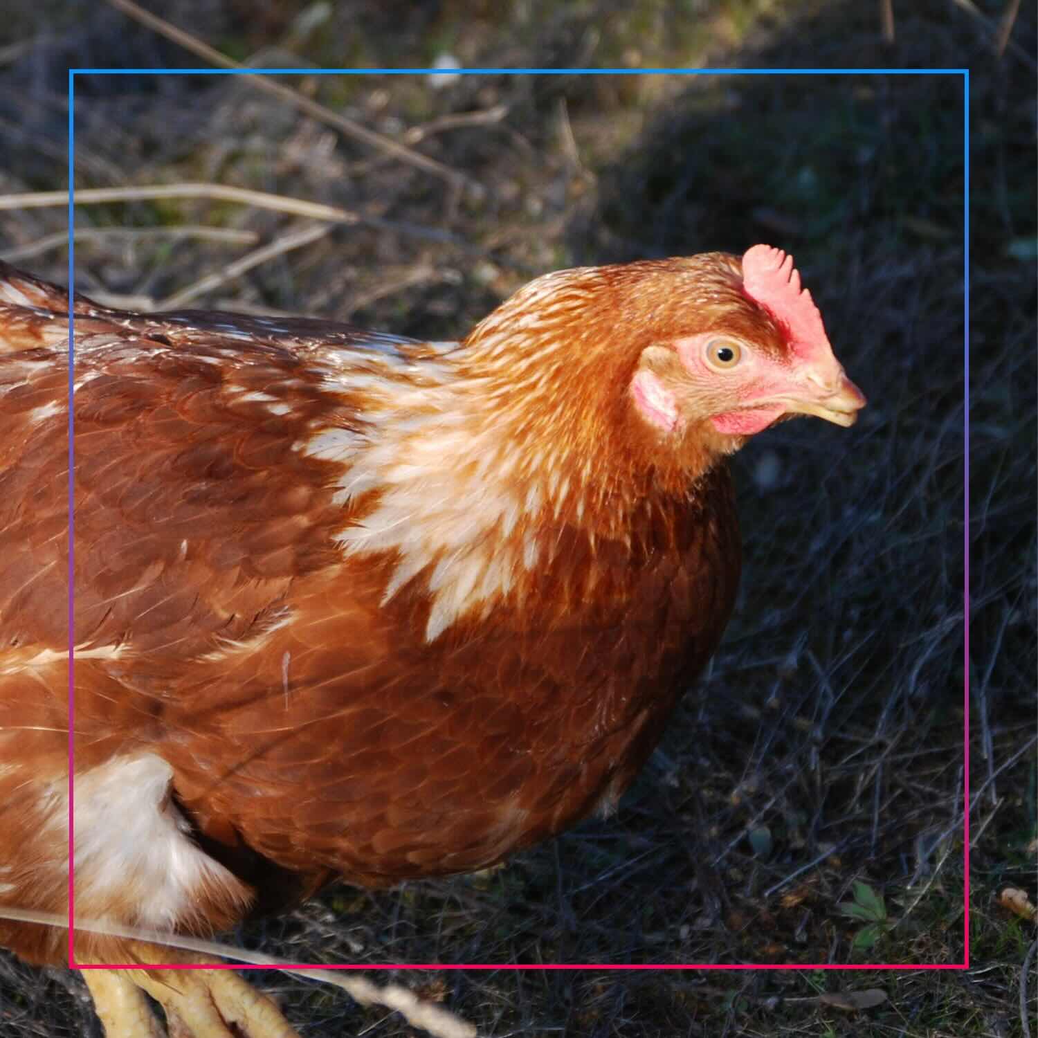 Bonpreu compromiso huevos libres de jaula