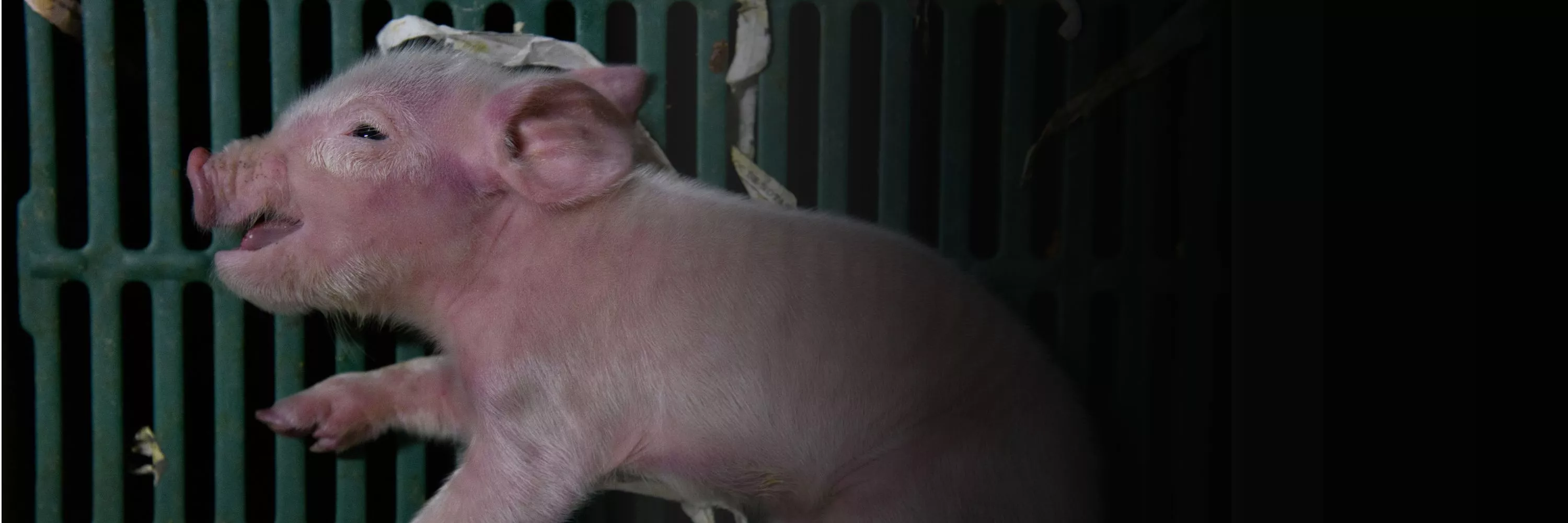 Lechón agonizando en una granja intensiva en Aragón, españa