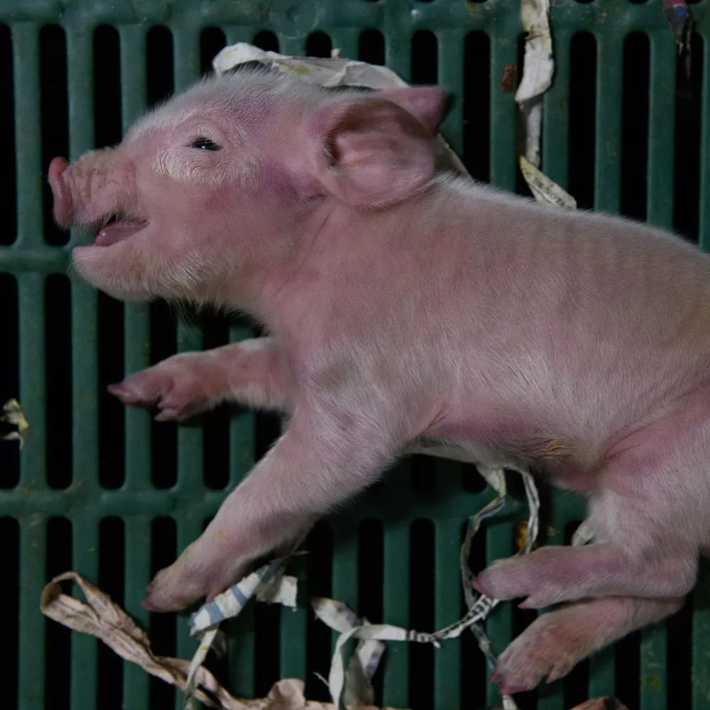 Lechón agonizando sobre una caja de plástico en una granja de cerdos en Aragón.
