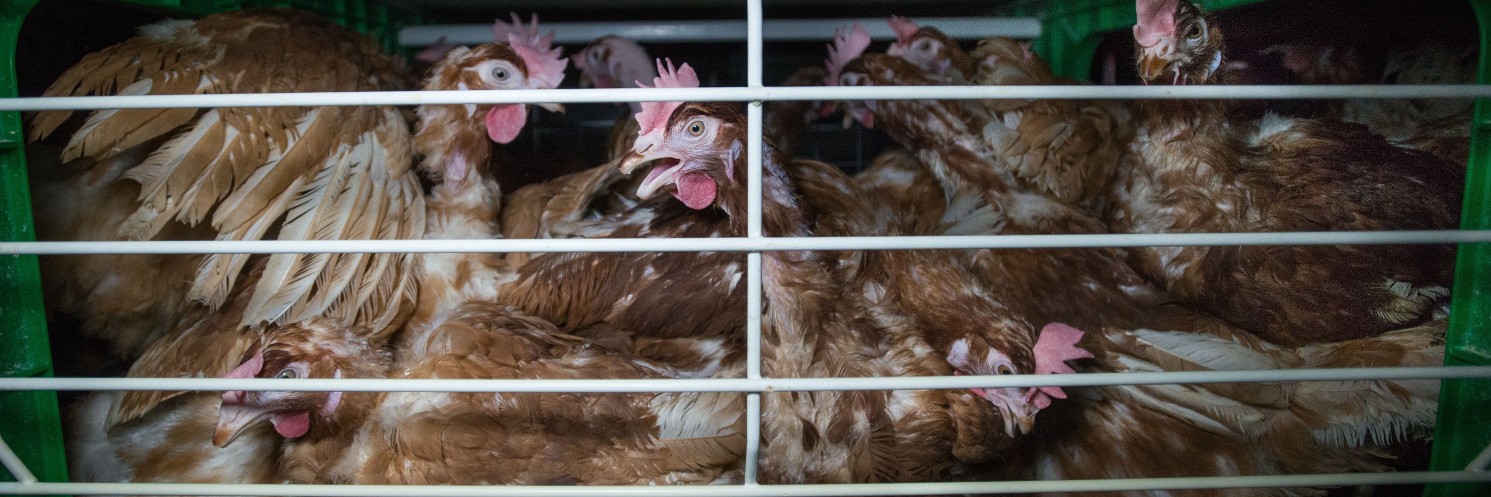 Noticia Gobierno de España excluye los huevos de jaula de la contratación pública