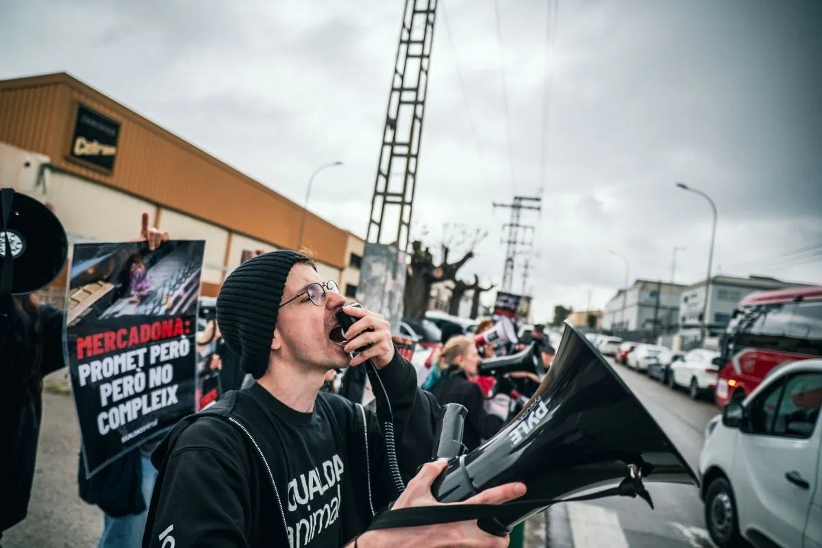 Mercadona incumple su compromiso de eliminar los huevos de gallinas enjauladas pese a registrar beneficios récord 1