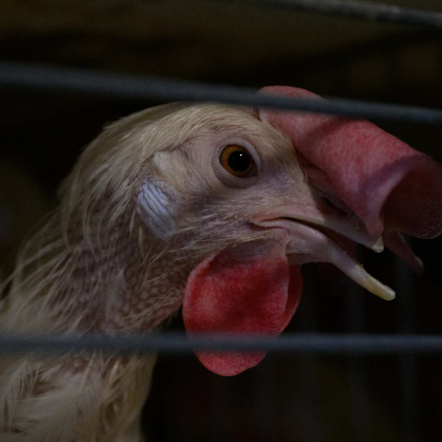 Una gallina blanca con expresión de cansancio y tristeza tras los barrote de una jaula.